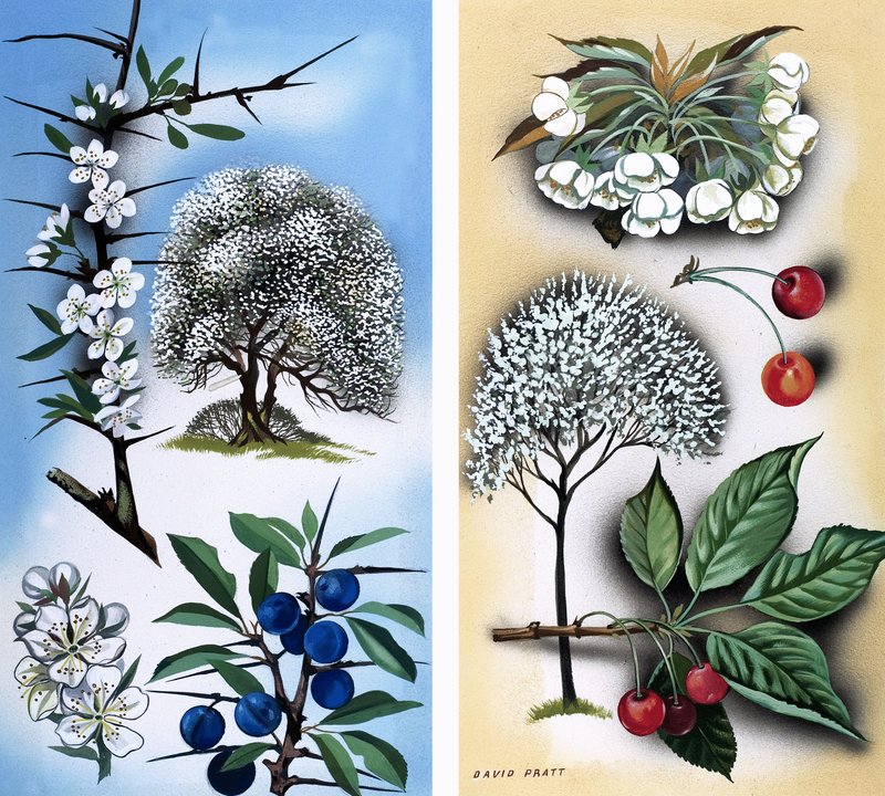Allerlei wilde fruitbomen: Sleedoorn  wilde kers door David Pratt
