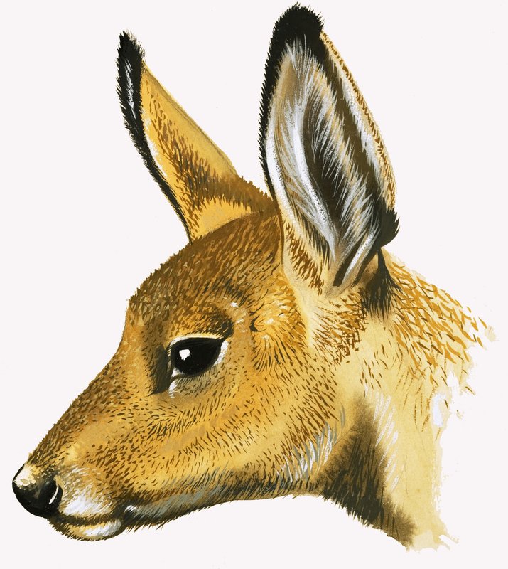 Roe Deer door David Pratt