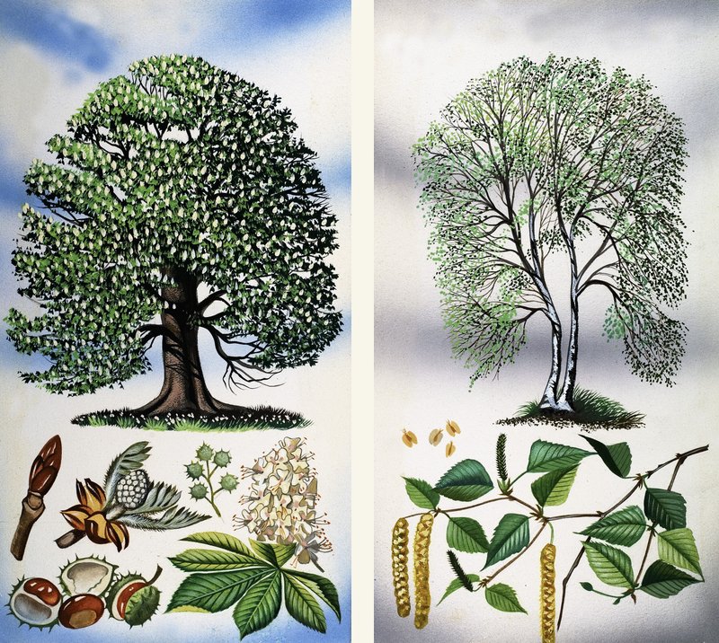 Bomen die je kunt zien: Paardekastanje  zilverberk door David Pratt