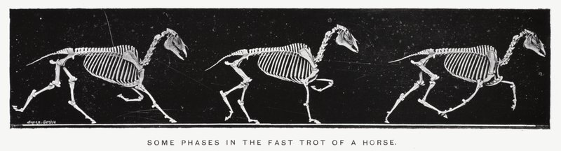 Eadweard Muybridge: Enkele fasen in de snelle draf van een paard door Eadweard Muybridge