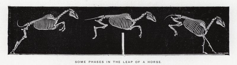 Eadweard Muybridge: Enkele fasen in de sprong van een paard (zw/w foto) door Eadweard Muybridge