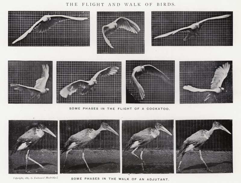 Eadweard Muybridge: De vlucht en wandeling van vogels (zw/w foto) door Eadweard Muybridge