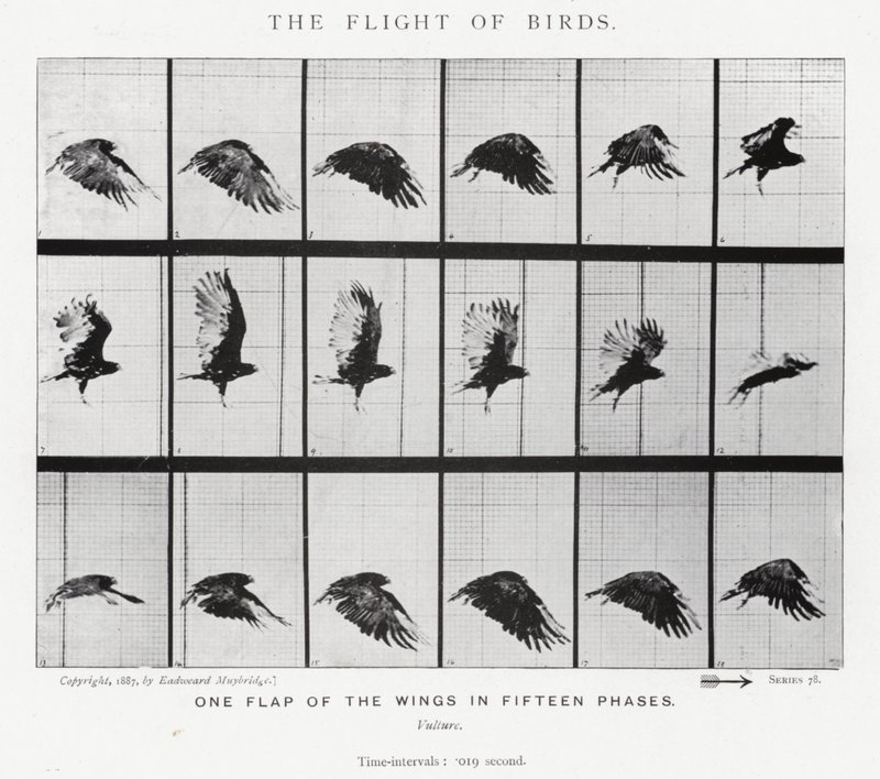 Eadweard Muybridge: De vlucht van vogels (zwart-wit foto) door Eadweard Muybridge