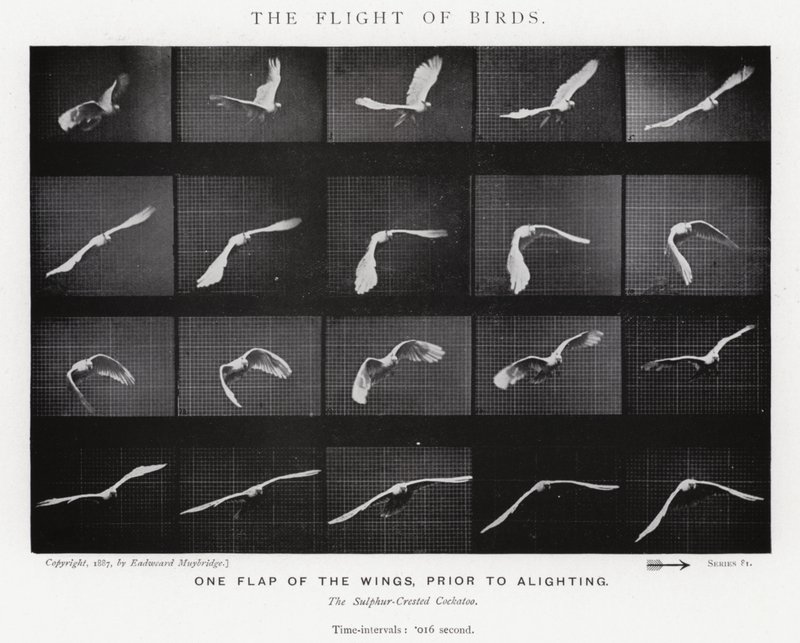 Eadweard Muybridge: De vlucht van vogels (zw/w foto) door Eadweard Muybridge