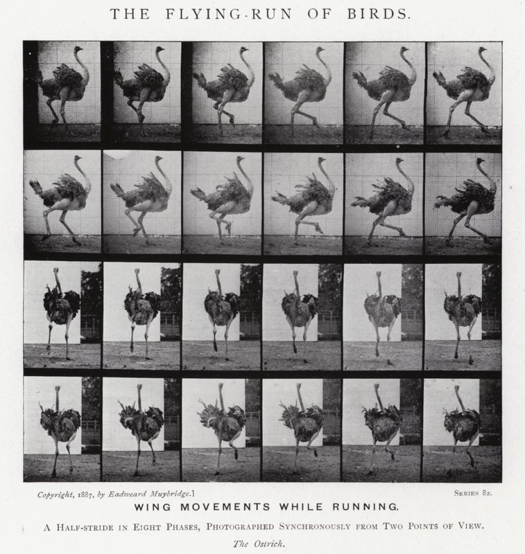 Eadweard Muybridge: De vliegende loop van vogels door Eadweard Muybridge