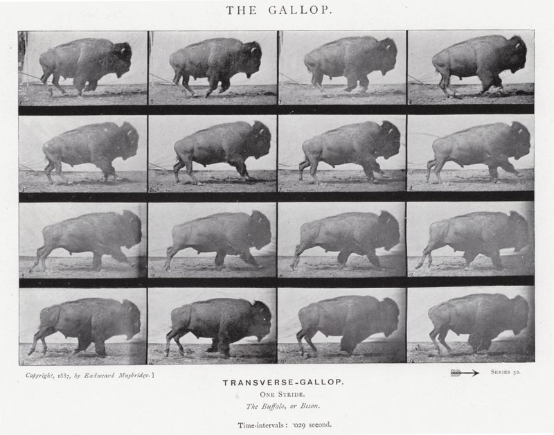 Eadweard Muybridge: De galop (zwart-wit foto) door Eadweard Muybridge
