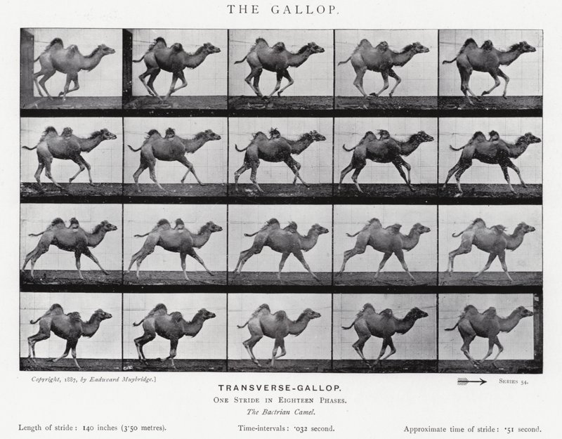 Eadweard Muybridge: De galop (zwart-wit foto) door Eadweard Muybridge