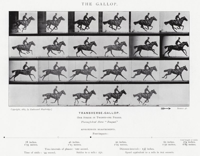 Eadweard Muybridge: De galop (zw/w foto) door Eadweard Muybridge
