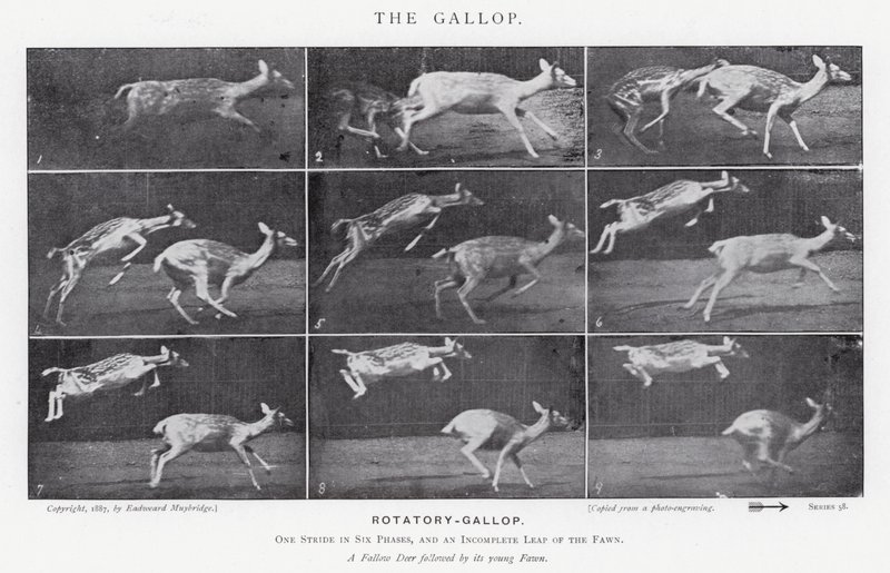 Eadweard Muybridge: De galop (zw/w foto) door Eadweard Muybridge