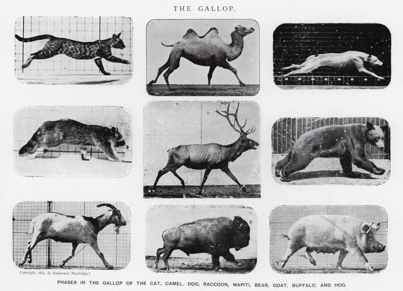 Eadweard Muybridge: De galop (zw/w foto) door Eadweard Muybridge