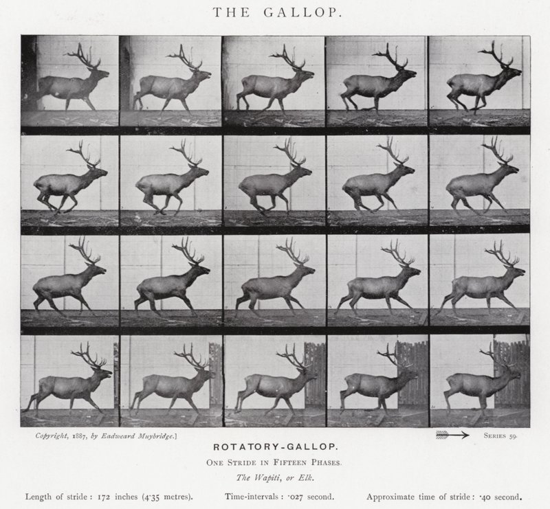 Eadweard Muybridge: De galop door Eadweard Muybridge