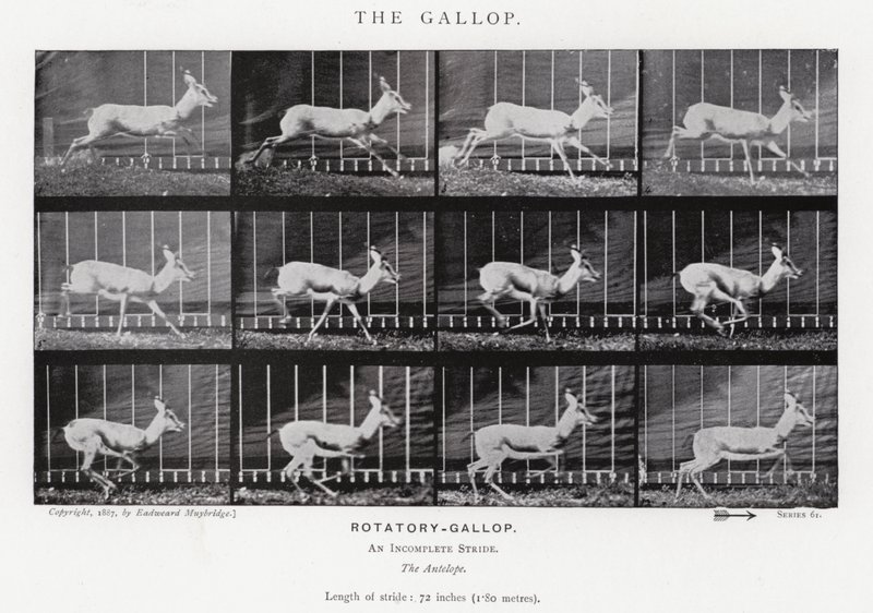Eadweard Muybridge: De galop door Eadweard Muybridge