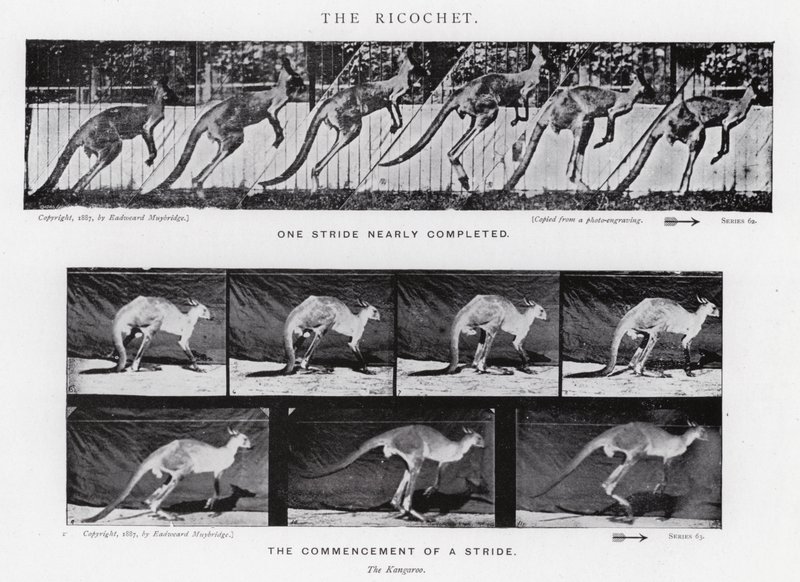 Eadweard Muybridge: De ricochet (zwart-wit foto) door Eadweard Muybridge