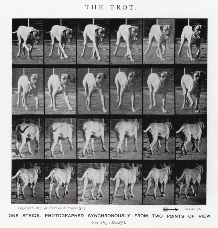 Eadweard Muybridge: De galop (zwart-wit foto) door Eadweard Muybridge