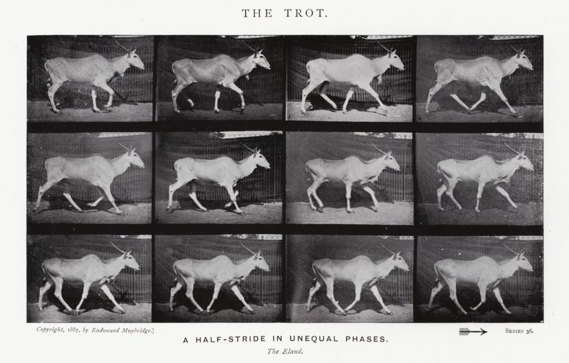 Eadweard Muybridge: De draf door Eadweard Muybridge