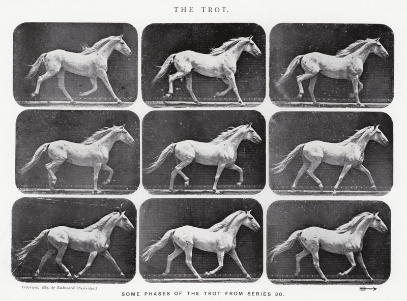 De galop door Eadweard Muybridge