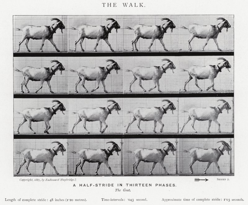Eadweard Muybridge: De wandeling (zwart-wit foto) door Eadweard Muybridge