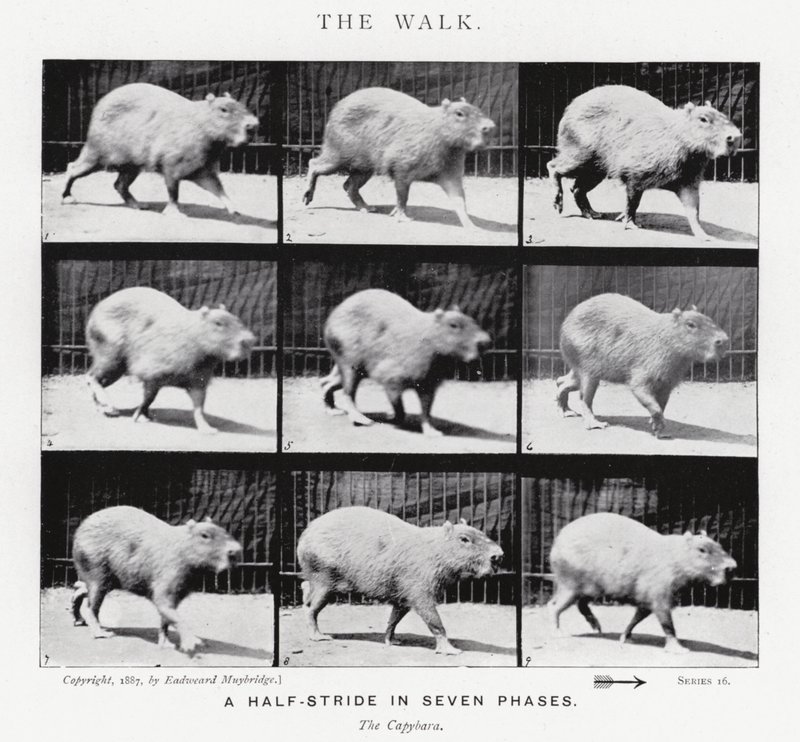 Eadweard Muybridge: De wandeling (zwart-wit foto) door Eadweard Muybridge