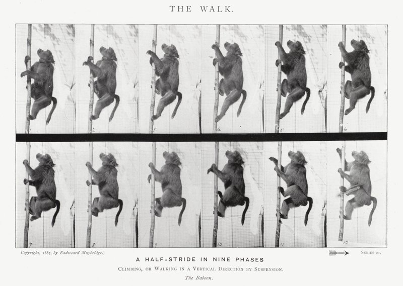 Eadweard Muybridge: De wandeling (zwart-wit foto) door Eadweard Muybridge