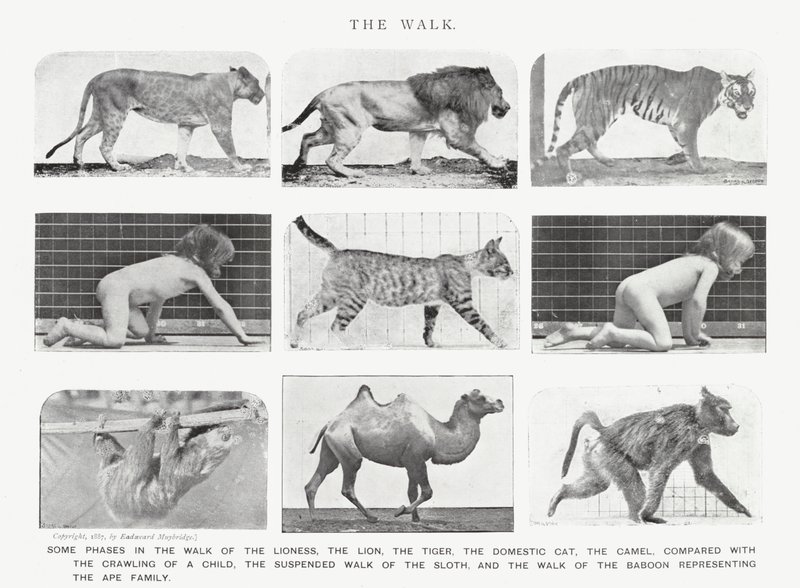 Eadweard Muybridge: De wandeling (zwart-wit foto) door Eadweard Muybridge