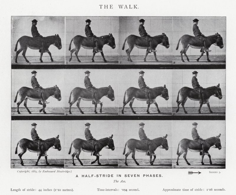 Eadweard Muybridge: De Wandeling (zw/w foto) door Eadweard Muybridge