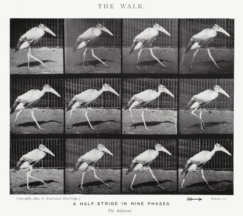 Eadweard Muybridge: De Wandeling (zw/w foto) door Eadweard Muybridge