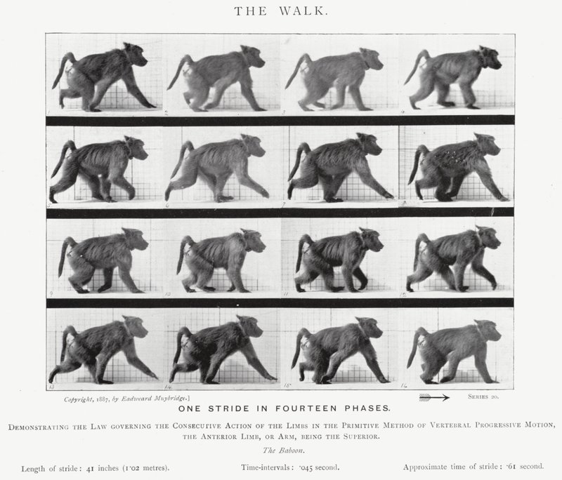 De Wandeling door Eadweard Muybridge
