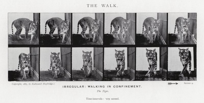 Eadweard Muybridge: De wandeling door Eadweard Muybridge