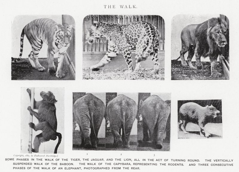 Eadweard Muybridge: De wandeling door Eadweard Muybridge