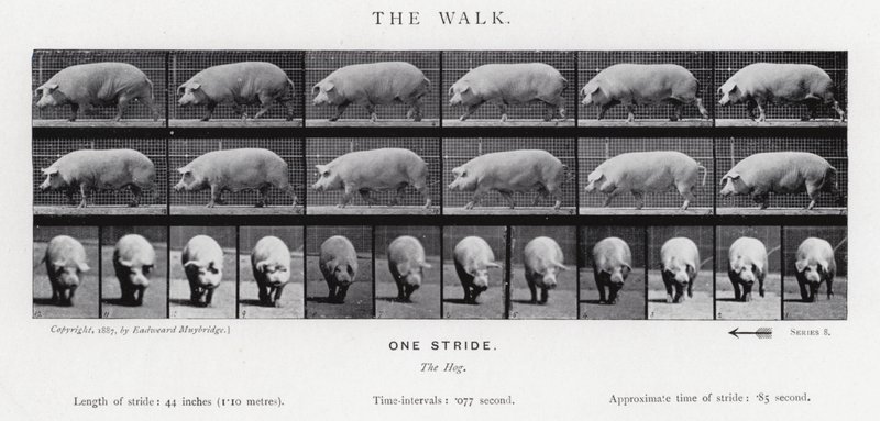 De wandeling door Eadweard Muybridge