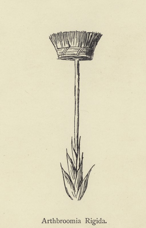 Arthbroomia Rigida door Edward Lear