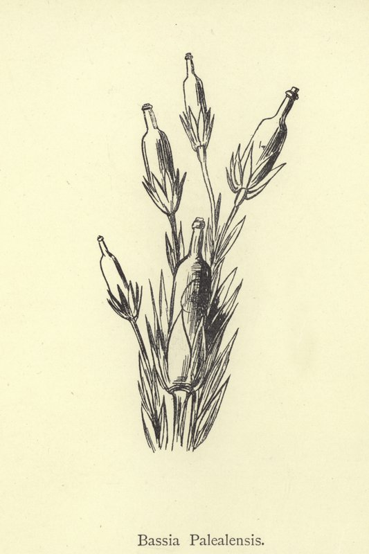Bassia Palealensis door Edward Lear