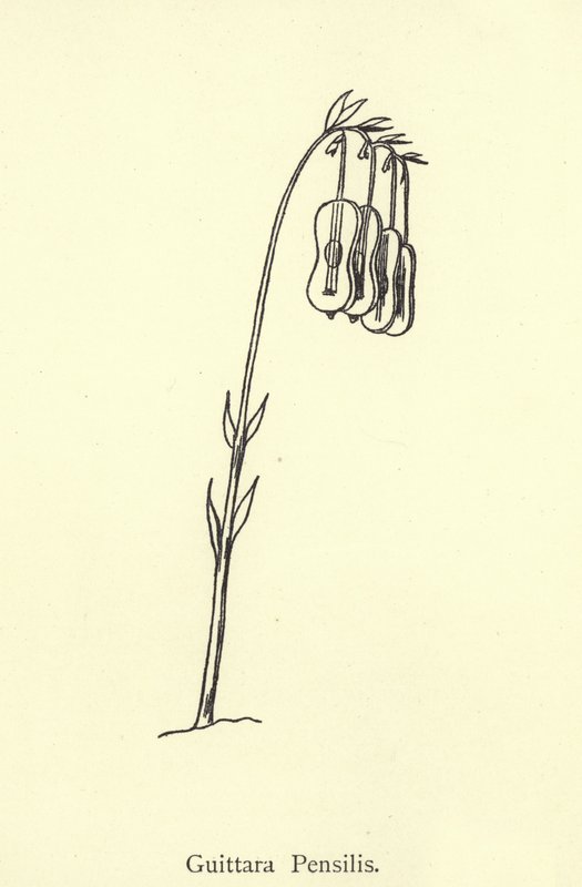 Guittara Pensilis door Edward Lear