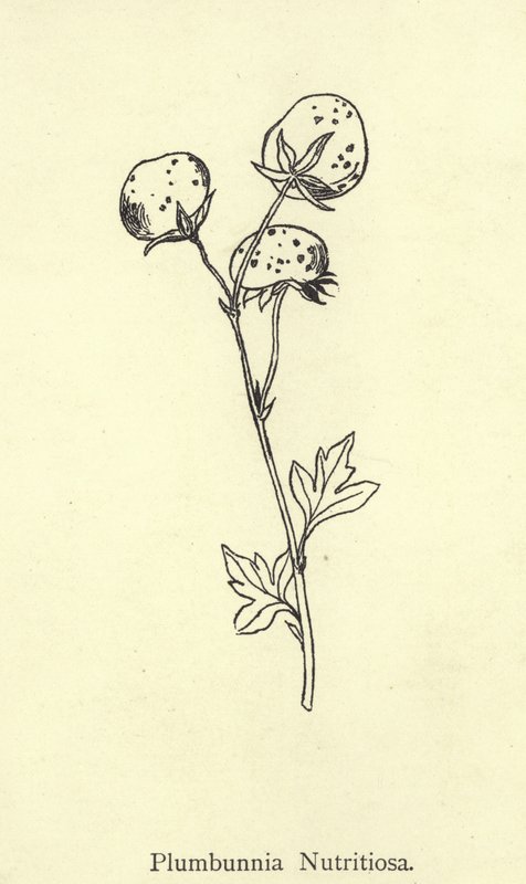 Plumbunnia Nutritiosa door Edward Lear