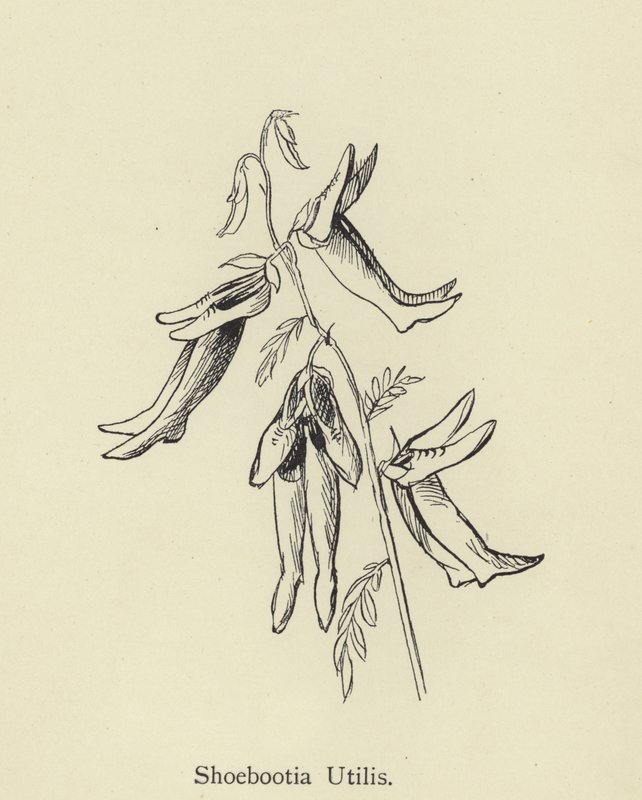 Shoebootia Utilis door Edward Lear