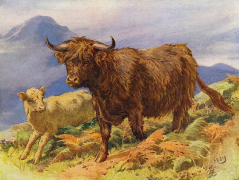 Hoogland koe en kalf door Edward Brice Montefiore