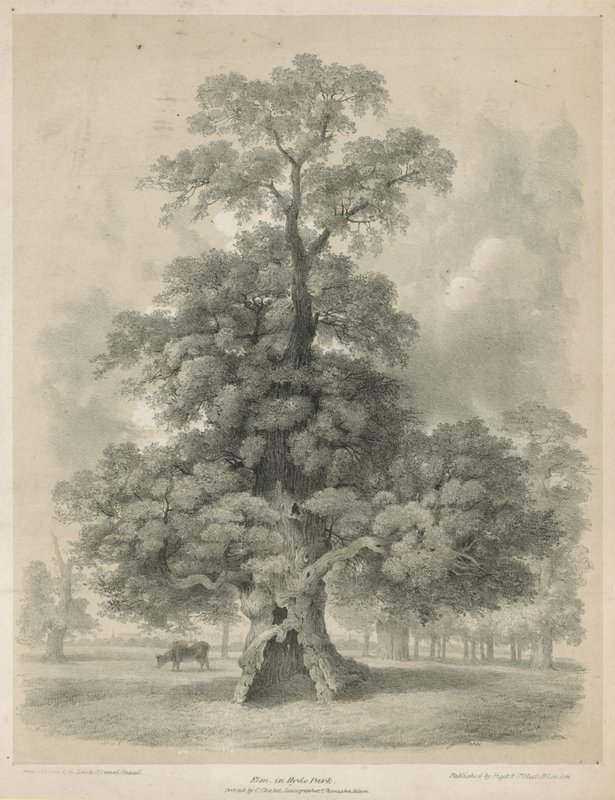 Iep in Hyde Park, Londen door Edward Hassell