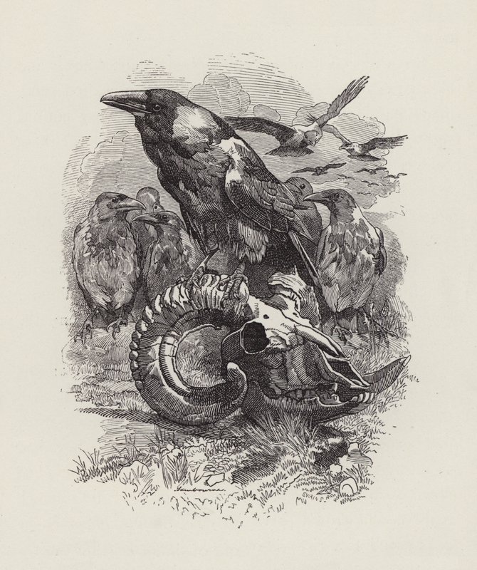 Illustratie voor The Water-Babies door Charles Kingsley door Edward Linley (after) Sambourne