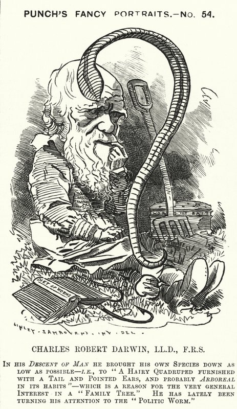 Punch cartoon: Charles Darwin, Engelse natuuronderzoeker en bioloog (gravure) door Edward Linley (after) Sambourne