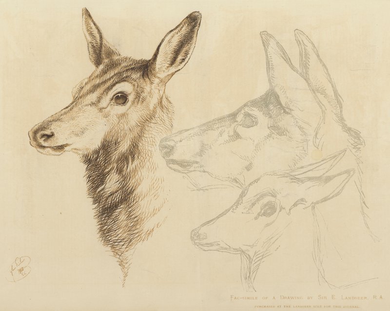Facsimile van een tekening door Sir E Landseer, RA door Edwin Landseer