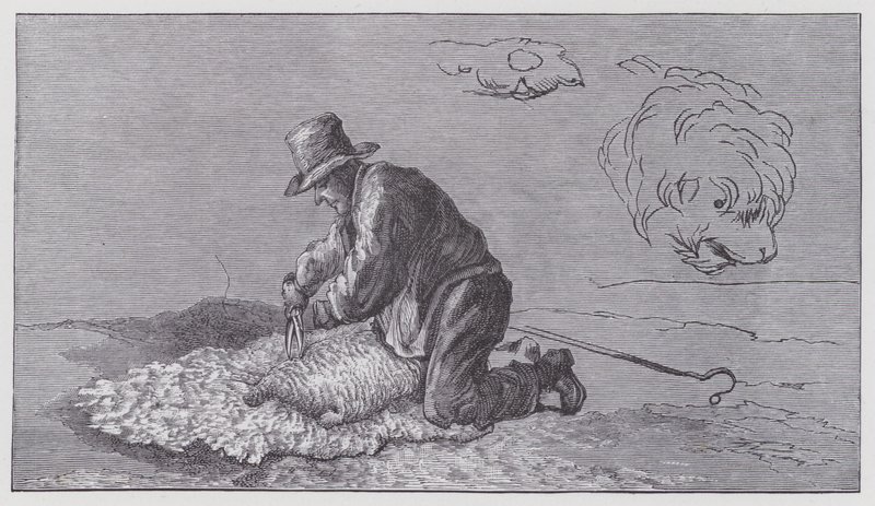 Schapenscheren door Edwin (after) Landseer