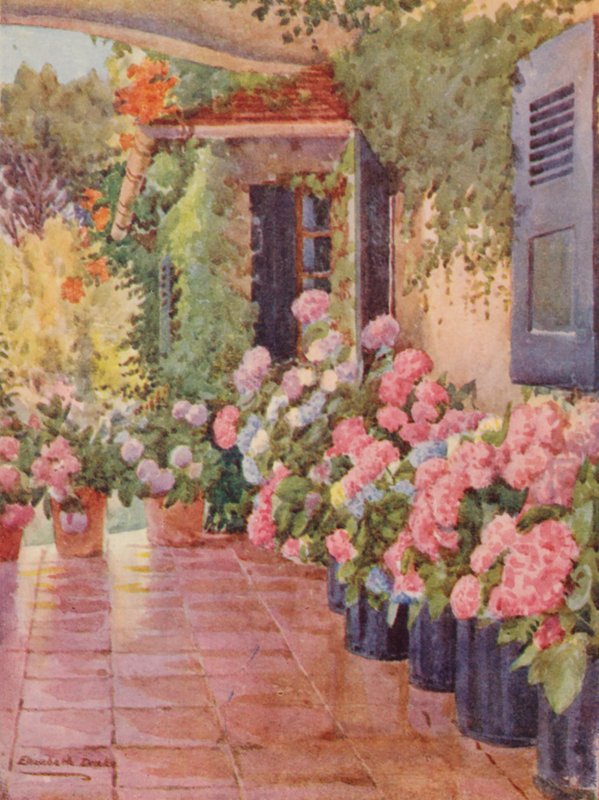 Hortensia