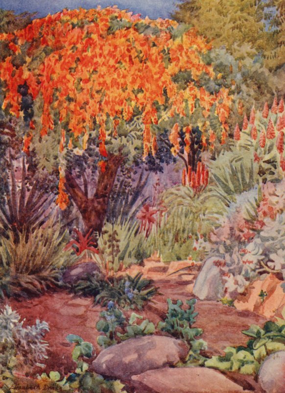 Oranje Bignonia venusta, Woodley, Durban (kleurenlitho) door Elizabeth Drake