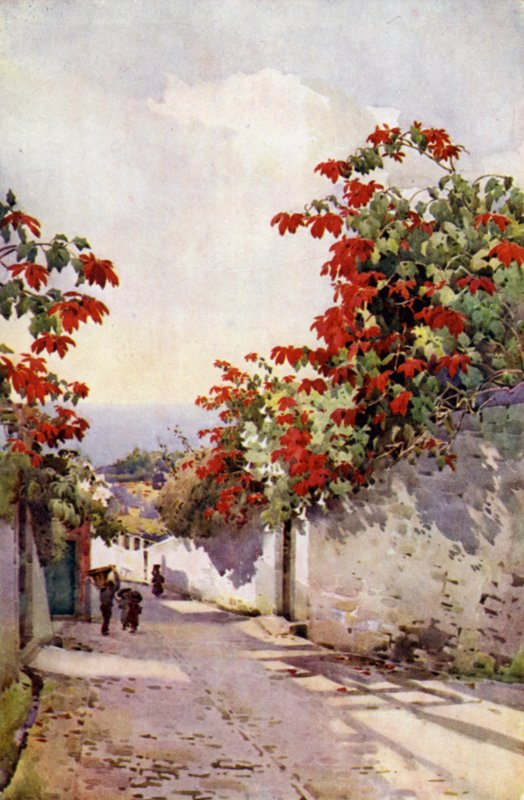 Poinsettia op de Mount Road door Ella Du Cane