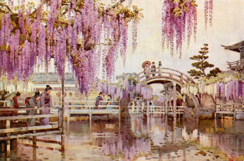 Wisteria, Kameido door Ella Du Cane