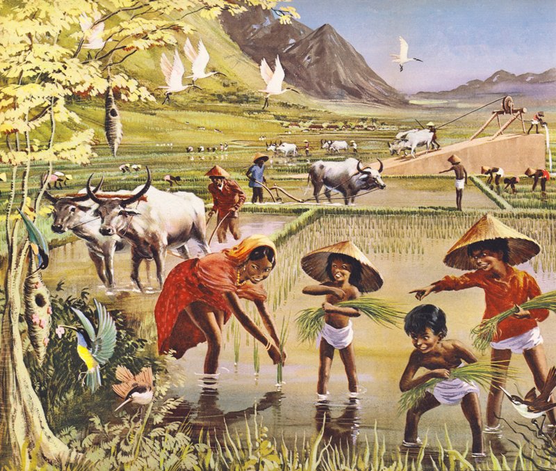 Een rijstveld in Malaya door English School