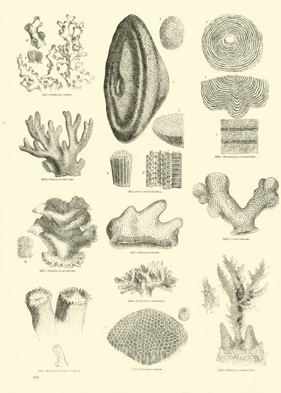 Pagina uit The Pictorial Museum of Animated Nature door English School