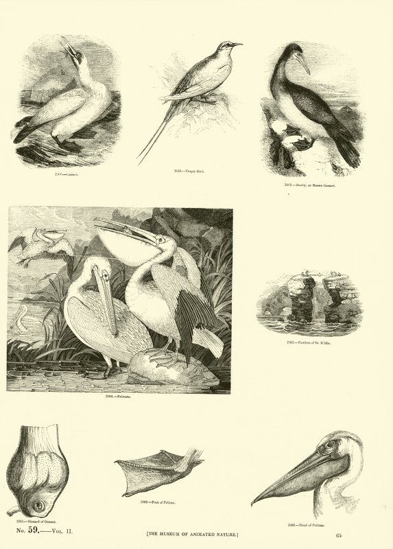 Pagina uit Het Picturale Museum van Geanimeerde Natuur door English School