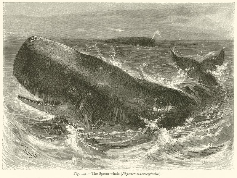 De Potvis (Physeter Macrocephalus) door English School
