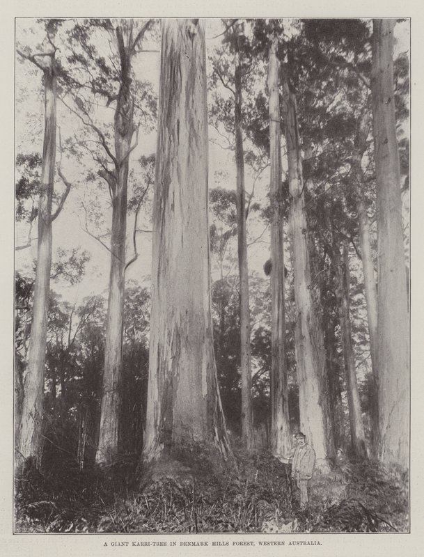 Een Reusachtige Karri-Boom in Denmark Hills Bos, West-Australië door English Photographer